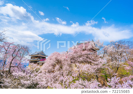 上田城的櫻花[長野縣] 72215085