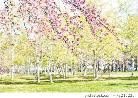 Makomanai Park札幌市 72215223