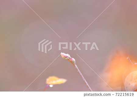 Winter color winter color 72215619