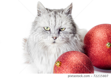 gray angry cat next to christmas balls on a white background gray angry cat next to christmas balls on a white background 72215807