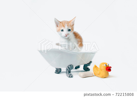 red and white kitten sits in a toy bathtub next to a bar of soap and a yellow rubber duckie red and white kitten sits in a toy bathtub next to a bar of soap and a yellow rubber duckie 72215808
