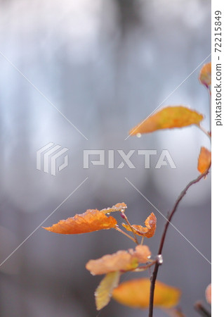 Winter color winter color Winter color winter color 72215849