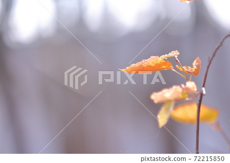 Winter color winter color Winter color winter color 72215850