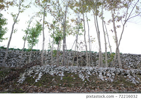 岡山縣前島的美麗風景 岡山縣前島的美麗風景 72216032