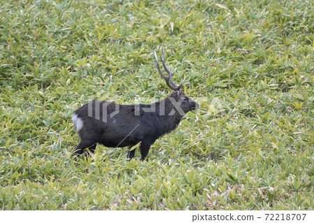 Yezo deer with beautiful horns 72218707