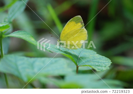 Eurema yellow 72219323