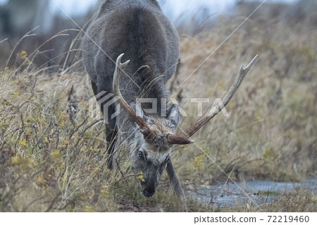 Yezo deer with big eyes Yezo deer with big eyes 72219460