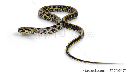 Taiwanese beauty ratsnake on white Taiwanese beauty ratsnake on white 72219471