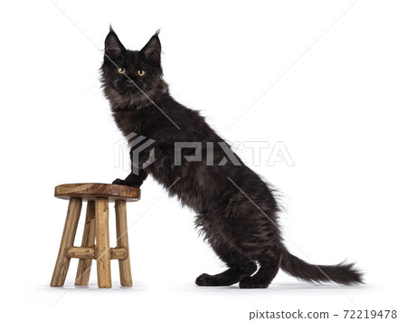 Black smoke cat kitten on white Black smoke cat kitten on white 72219478