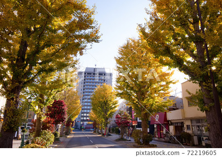 Utsunomiya City Utsunomiya City Hall and a row of ginkgo trees Utsunomiya City Utsunomiya City Hall and a row of ginkgo trees 72219605