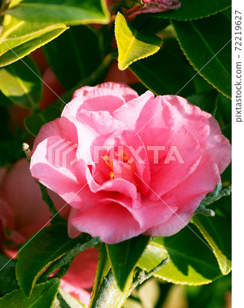 Beautiful sasanqua (sasanqua) (natural texture) Beautiful sasanqua (sasanqua) (natural texture) 72219627