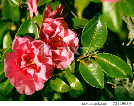Beautiful sasanqua (sasanqua) (natural texture) Beautiful sasanqua (sasanqua) (natural texture) 72219629