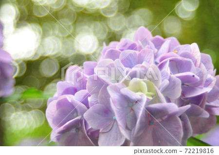 Hydrangea after the rain Hydrangea after the rain 72219816