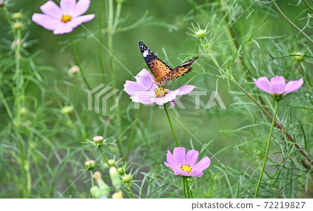Indian Fritillary perching on cosmos Indian Fritillary perching on cosmos 72219827