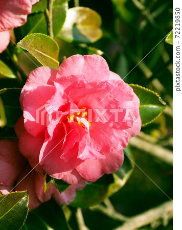 Beautiful sasanqua (sasanqua) (natural texture) Beautiful sasanqua (sasanqua) (natural texture) 72219850