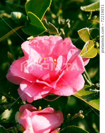 Beautiful sasanqua (sasanqua) (natural texture) Beautiful sasanqua (sasanqua) (natural texture) 72219851