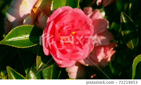 Beautiful sasanqua (sasanqua) (natural texture) Beautiful sasanqua (sasanqua) (natural texture) 72219853