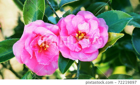 Beautiful sasanqua (sasanqua) (natural texture) Beautiful sasanqua (sasanqua) (natural texture) 72219897