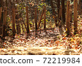 Road of fallen leaves in the forest park 72219984
