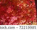 Autumn leaves in the forest park 72219985