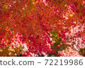 Autumn leaves in the forest park 72219986
