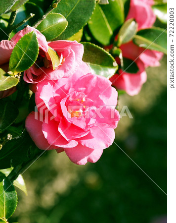 Beautiful sasanqua (sasanqua) (natural texture) Beautiful sasanqua (sasanqua) (natural texture) 72220003
