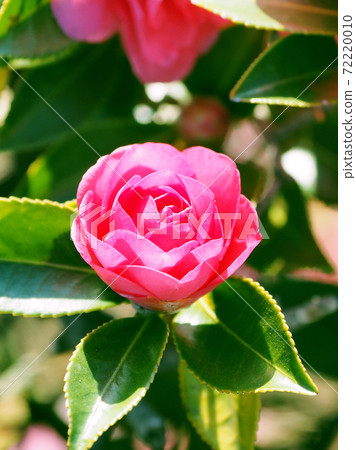 Beautiful sasanqua (sasanqua) (natural texture) Beautiful sasanqua (sasanqua) (natural texture) 72220010