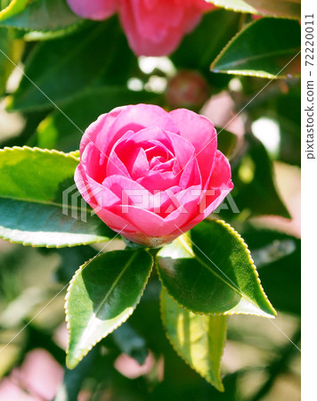 Beautiful sasanqua (sasanqua) (natural texture) Beautiful sasanqua (sasanqua) (natural texture) 72220011