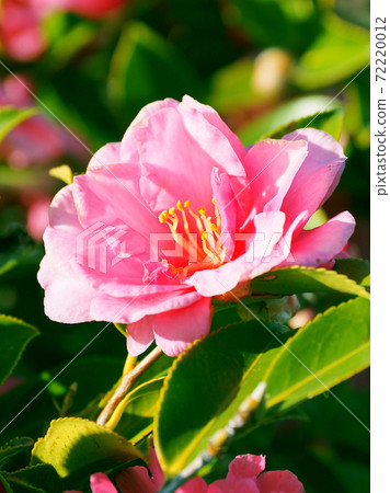 Beautiful sasanqua (sasanqua) (natural texture) Beautiful sasanqua (sasanqua) (natural texture) 72220012