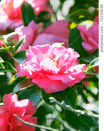 Beautiful sasanqua (sasanqua) (natural texture) Beautiful sasanqua (sasanqua) (natural texture) 72220036