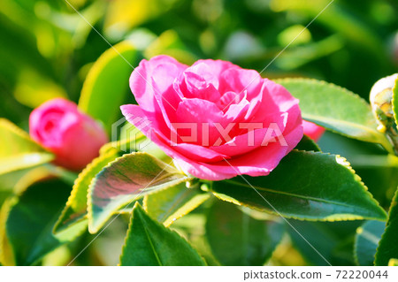 美麗的茶梅（茶梅）（自然紋理） 72220044