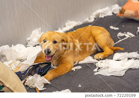 Mischief golden retriever playing with toilet papers on sofa bed Mischief golden retriever playing with toilet papers on sofa bed 72220109