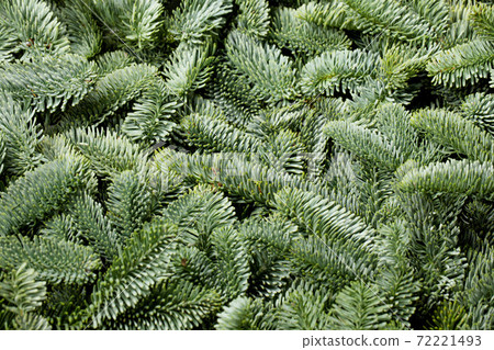 Fir tree branch background Fir tree branch background 72221493