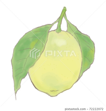 水彩檸檬的插圖 72222072