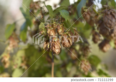 Common hop Common hop 72222299