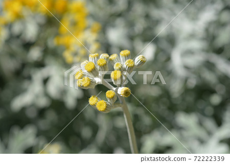 Silver ragwort 72222339