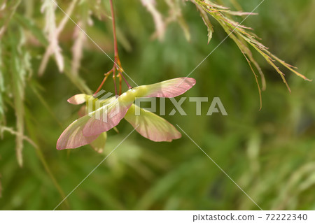 Japanese Maple Viridis Japanese Maple Viridis 72222340