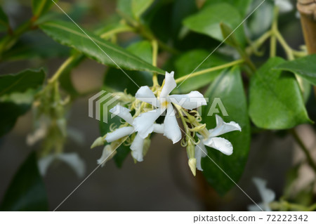 Star jasmine Star jasmine 72222342