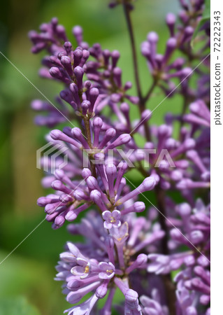 Lilac Minuet Lilac Minuet 72222343