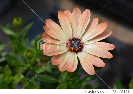 African daisy Tradewinds Cinnamon 72222346