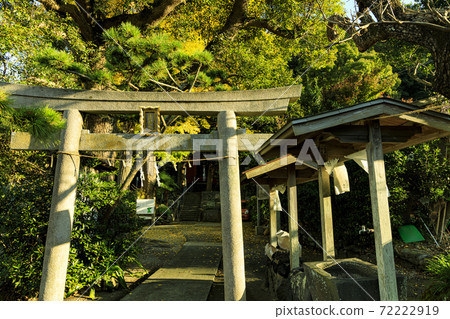 Autumn leaves of ginkgo at Shirahige Shrine in Koajiro, the Seven Lucky Gods of Miura 72222919