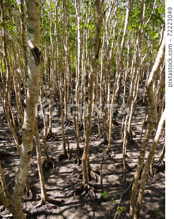 Mangrove Boardwalk Vehicle Park Mangrove Boardwalk Vehicle Park 72223049