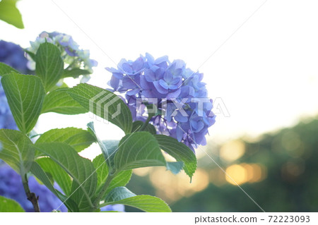 Hydrangea flowers that shine blue against the sky approaching dusk 72223093