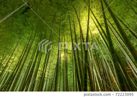 Kodaiji Temple 72223095