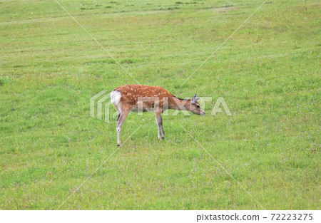北海道的野鹿 72223275