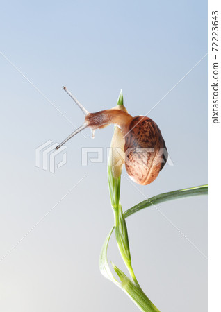 Snail look down from grass top 72223643