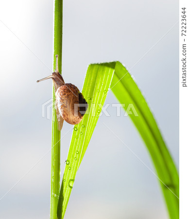 Macro of snail on grass after rain 72223644