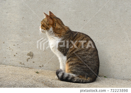 Cat looking far away Stock Photo 72223898 PIXTA