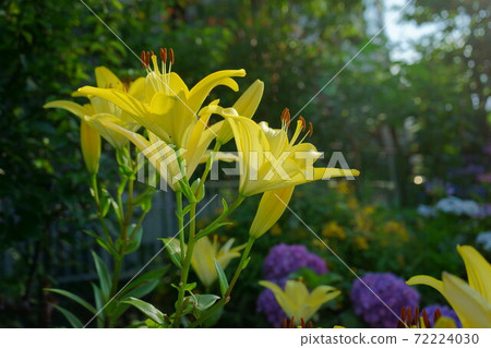 Yellow lilies bloom toward the sky Yellow lilies bloom toward the sky 72224030