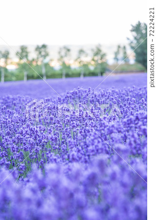 Lavender flower garden 72224221